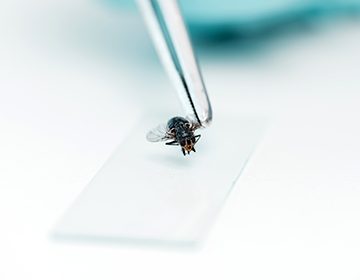 Как бороться с мухами в квартире, и зачем насекомое «потирает лапки»