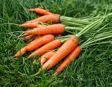 Как правильно хранить морковь, и почему оранжевый корнеплод не стоит держать вместе с яблоками