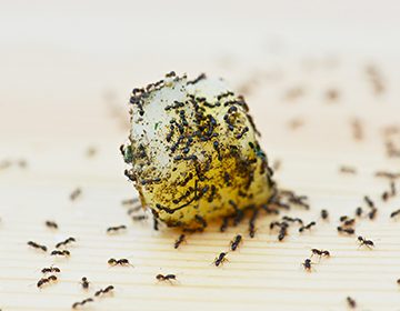 Распределение смеси в местах обитания муравьев