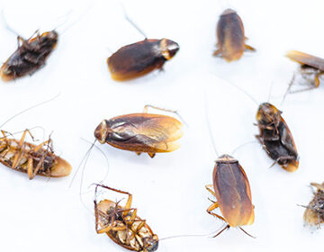 Лучшее средство от тараканов: как выбрать, обзор профессиональных и бытовых инсектицидов