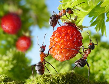 Как навсегда избавиться от муравьев в огороде: помогут ли «пугалки» или без отравы не обойтись