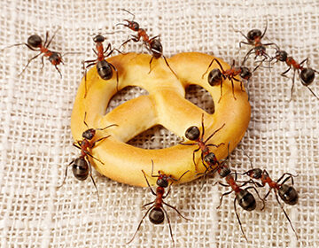 Как навсегда избавиться от муравьев в доме, не прибегая к ядам