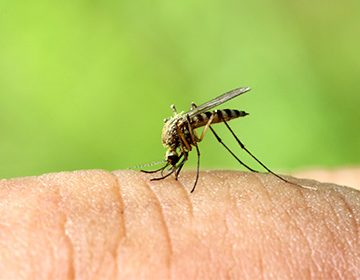 Как избавиться от комаров: современные способы для домоседов, дачников и туристов