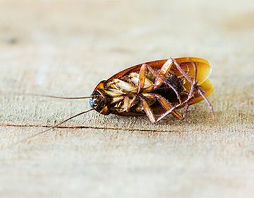 Ультразвук от тараканов: решение проблемы или коммерческий ход