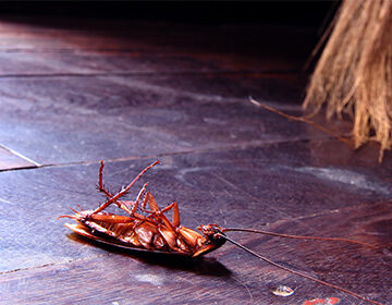 Лучший гель от тараканов: обзор популярных инсектицидов и правила их применения