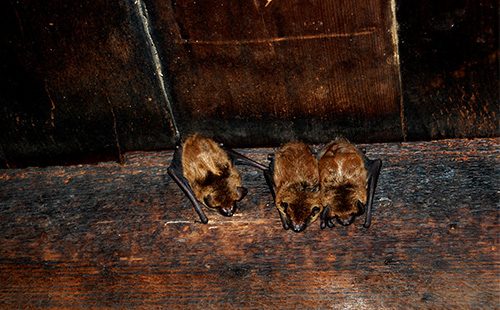 Три летучие мыши сидят на полу