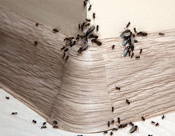 Средства от домашних муравьев: обзор гелей, аэрозолей, концентратов и мелков
